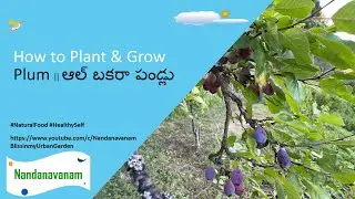 How to Plant & Grow Plum || ఆల్ బకరా పండ్లు 💜💜💜