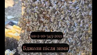 Бджоли після зими\ Карніка UA-2-10-343-2021