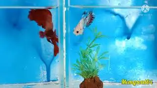 Meet our Betta Fish / Relaxing Day / Lighten-up / Me-Time