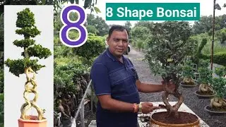 8 shape Bonsai plant