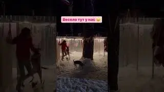 Гостиница для животных Петрозаводск