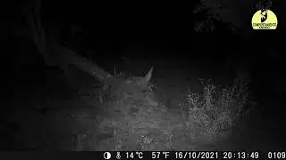 camara trampa en monte entrerriano