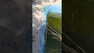 илонбош бокиш озикланиши ем бериш жараёни ёкса лайк
