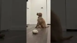 tricks I taught my 8 week old puppy 