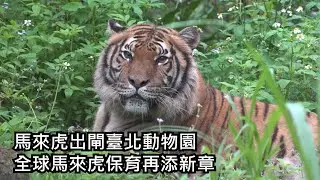 馬來虎出閘臺北動物園〜全球馬來虎保育再添新章