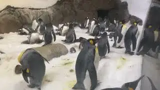 Aquatic Animals