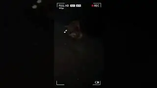 Anjing opo iki