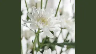 Soft Sway