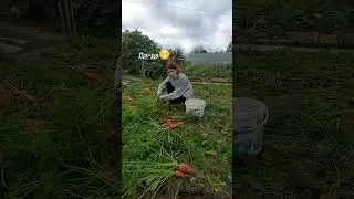 Жиза... 