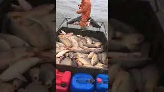 Каспийский сазан, байды, yamaha