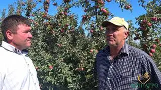 Лучший способ определить срок уборки яблок. Обзор ситуации в саду на 14 сентября.