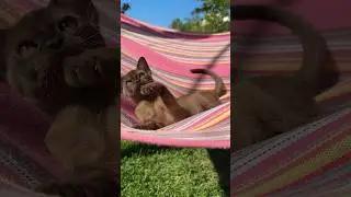 Разгони всех на х… и купи КОТА! 😻 #бурма #бурманскиекотята #catlover #kitten #pets #купитькотенка