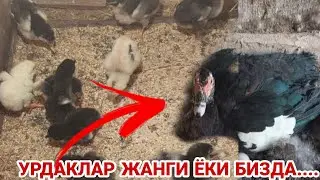 ПАРВОЗЛАР ЯНГИ ПОЛОПОНЛАР ДУНЁГА КЕЛИШДИ...ОХУНОВ ТВ