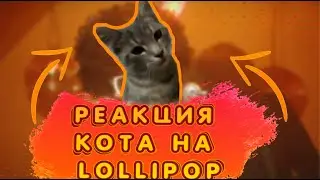 РЕАКЦИЯ Кота Элджей & MORGENSHTERN - Lollipop