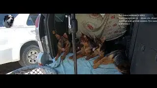 Собачий рынок в Алматы. Полный обзор зоорынка на Сайране. Птичий рынок. Зоорынок.