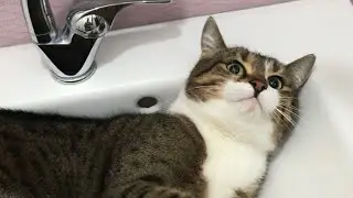 KEDİLİ EV TEMİZLİĞİ / KEDİLERİ SÜPÜRMEK ve GÜLME KRİZİ / İRMİĞİN GÜZELLİĞİİİİİ 😍