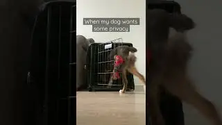 When my dog wants some privacy #puppy #dogtricks