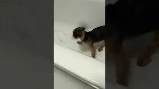 Буся
