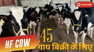 एक से बढ़कर एक गाय | 45 गाय बिक्री के लिए उपलब्ध है | सभी गाय पहले और दूसरे बयांत्त | #hfcow