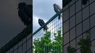 Сочинские голуби самые стильные