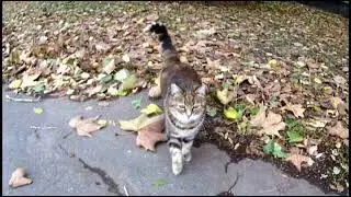 Cat glamor Asked for food