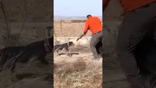 Wild boar hunting #shorts #short