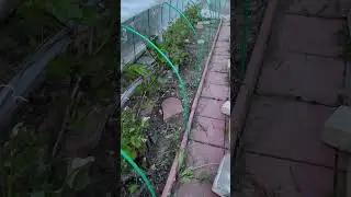 Первые регламентные работы на винограднике под укрытиями .
