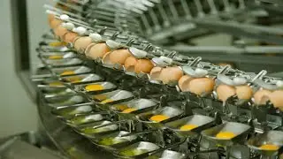 Fully automatic egg harvesting line - The fastest egg processing you've never seen