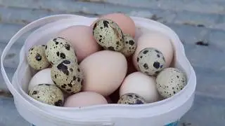 ELİM KADAR YUMURTALAR! (Yumurta Topluyoruz)