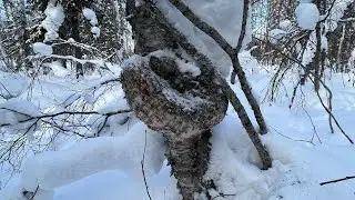 Сувель и Кап берёзовый.