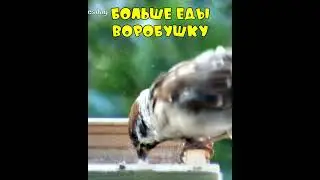 Больше еды воробушку  #sparrow #birdfeeding