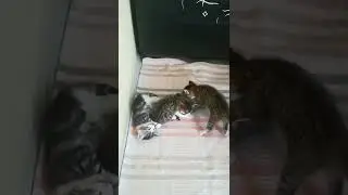 kitten #funny #lovely #beautiful #meow #cute