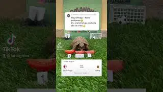 Ecco a te bro 🫶🏼 #calcio #turtle #roma #slaviapraha #europaleague #highlights #football #mourinho
