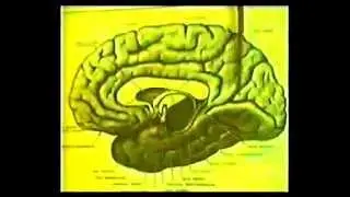 Головной мозг (учебный фильм СССР)