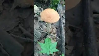 Вкусняшечка!