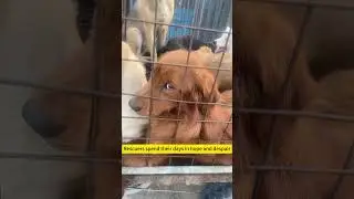Rescuers spend their days in hope and despair