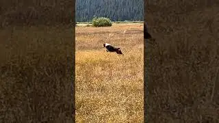 WE LOST HIM 😂 #dog #dogfails #funnyanimal #funny #puppy #cute #australianshepherd #viral #challenge