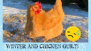 Winter Care and Chicken Guilt #chickens #backyardchickens #winter #chickencoop