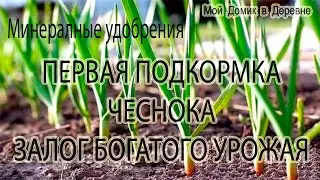 ЧЕСНОК ! КАКИМИ МИНЕРАЛЬНЫМИ УДОБРЕНИЯМИ ПОДКОРМИТЬ ЧЕСНОК ВЕСНОЙ