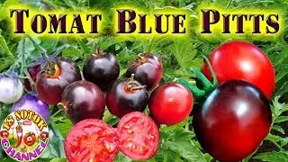 Томат Синий Питс (Blue Pitts)