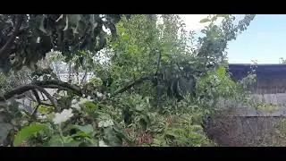 почему цветет яблоня под осень. мое предположение