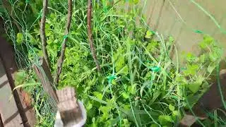 ПРИШЛО ТЕПЛО в ГОРОД ТЮМЕНЬ. ЕЛЕ ВЫЖИЛА ТОНЕНЬКАЯ ВИГНА в СИБИРИ.