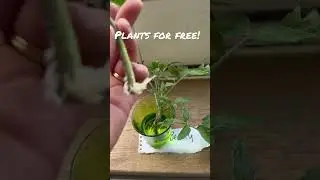 Easy Way To Get Free Plants! #selfsufficiency #growyourown #veggiegarden #gardeningtips
