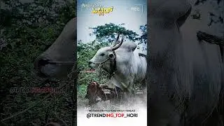 ಶಿಕಾರಿಪುರ ಹಿಟ್ಲರ್ #actionbull