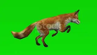 fox run green screen