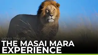 MASAI MARA EXPERIENCE | Safari Trailer