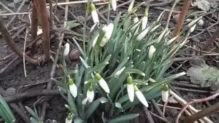 Подснежники футаж