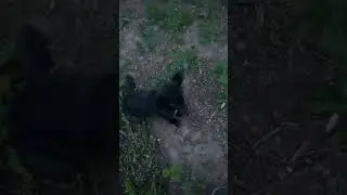 Кошка потеряла мышь, охота на мышей, крыс. Как Я общаюсь с животными🙈#милашество#животные