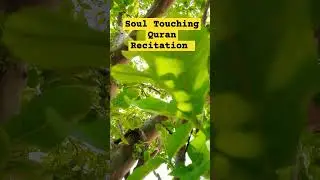 Soul Touching Quran Recitation #soultouching #soultouchingstatus #quranrecitation #quran