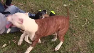 BEAGLE VS PITBULL